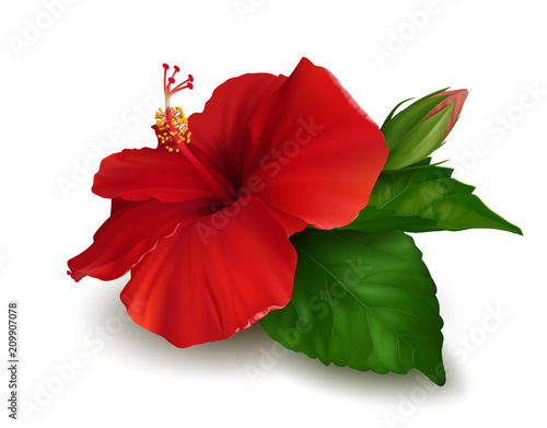 Red flower of hibiscus with green leaves and bud isolated on white background. Realistic vector illustration.