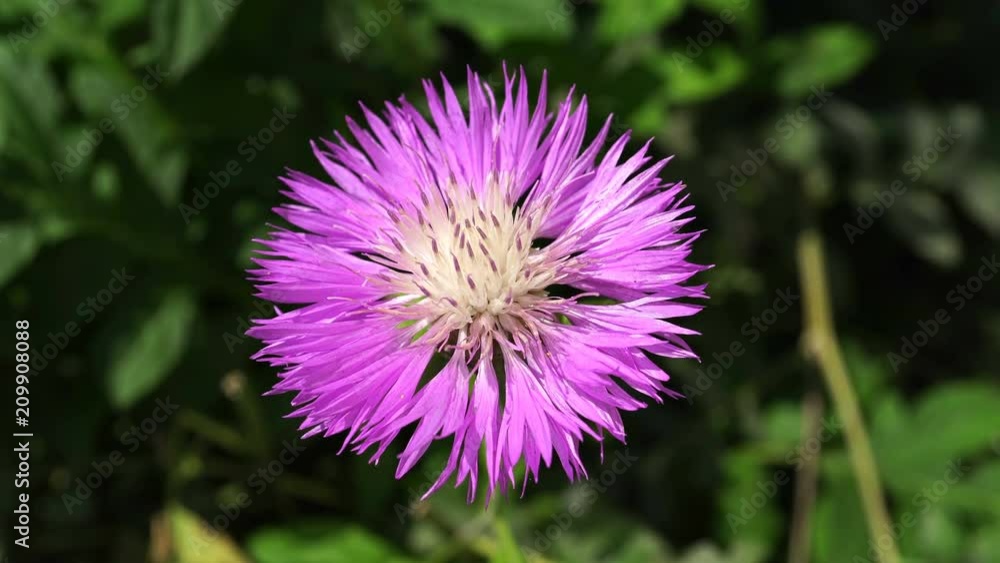 The Bee Gathers the Nectar on the Flower. The Bee Gathers the Nectar on the Flower.