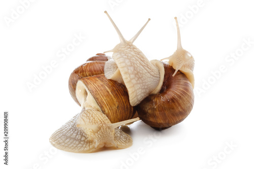 Choice crossroad way business concept isolated snail on white background, copy space