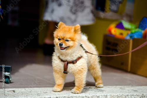 Pomeranian dog stands in the middle of the street on a leash