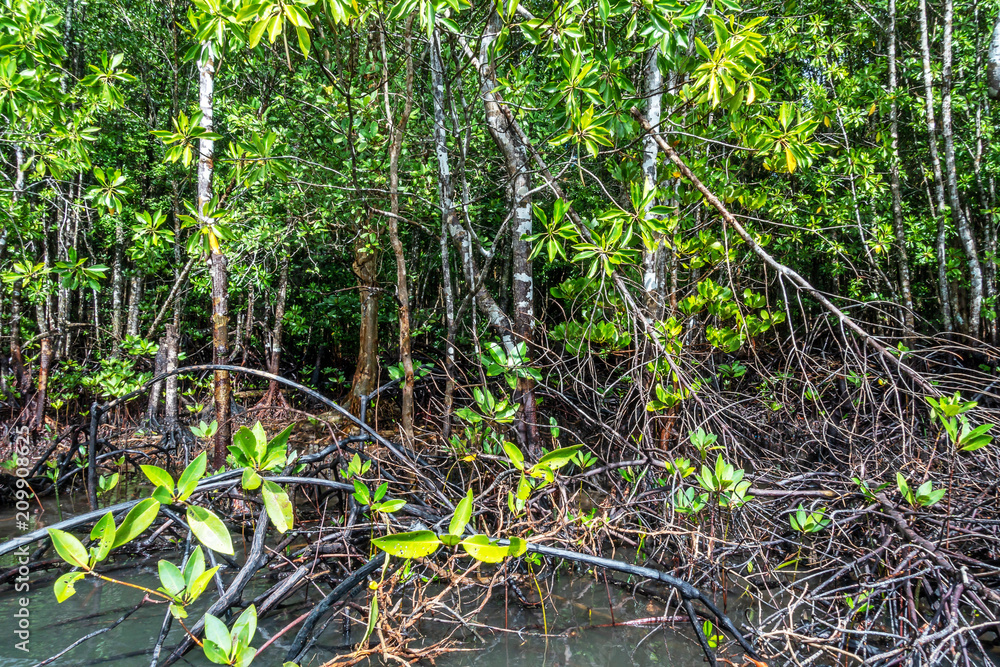 Obraz premium The roots mangrove trees along the sea, Mangrove forest and shallow waters in a Tropical island.