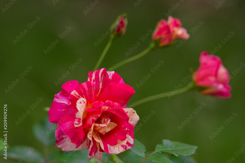 Pink- yellow rose flower with green leaves background. Pink- yellow rose flower with green leaves background.