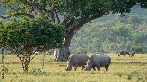 Nashörner in Afrika