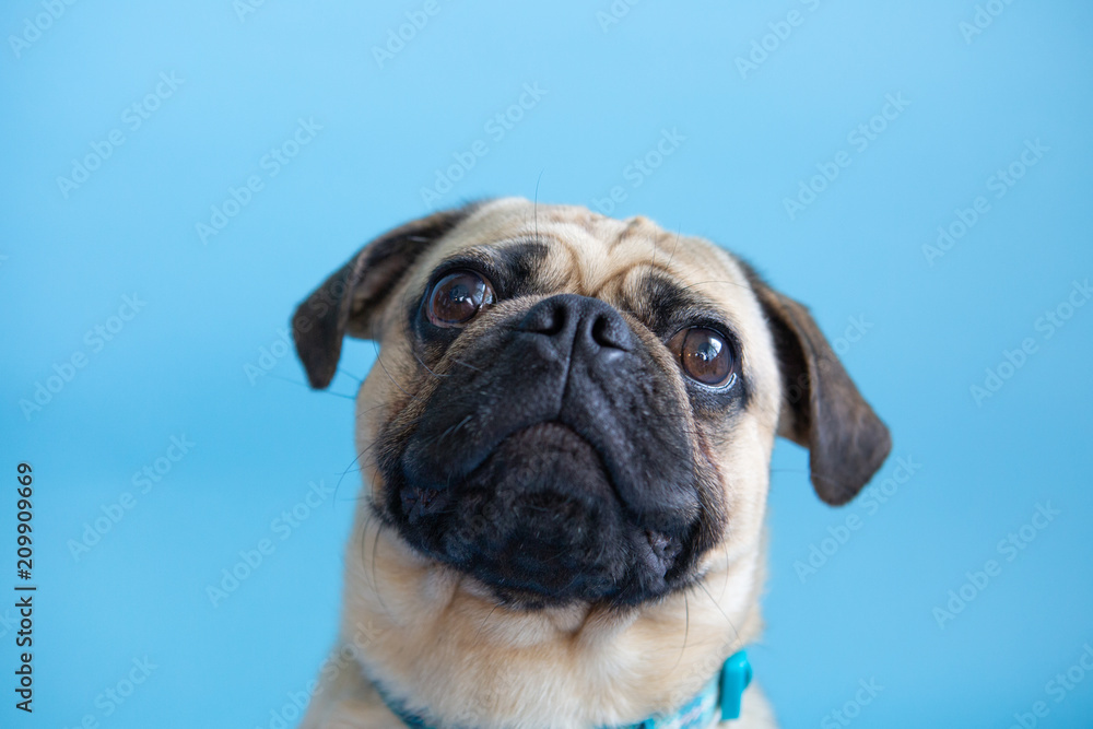 Cute head shot of a Pug dog  on a blue background