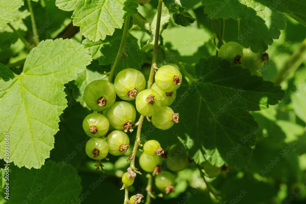 Grüne unreife Johannisbeeren, Ribes Grüne unreife Johannisbeeren, Ribes