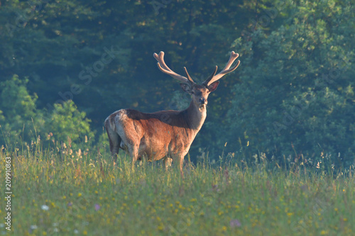Stag deer bellows in rut season on the meadow keep watching his deerskin flock