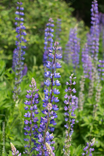 Beautiful Lupinus polyphyllus