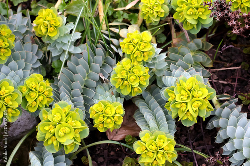 Gelbe Blüten der Wolfsmilchpflanze, Euphorbia myrsinites photo