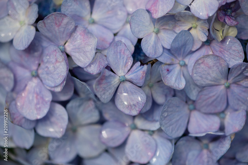 紫色のあじさいの花のアップ © Mari