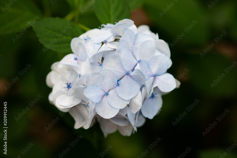 水色のあじさいの花のアップ