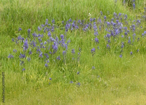 lush green meadow with purple Camassia quamash flowers in full bloom  photo