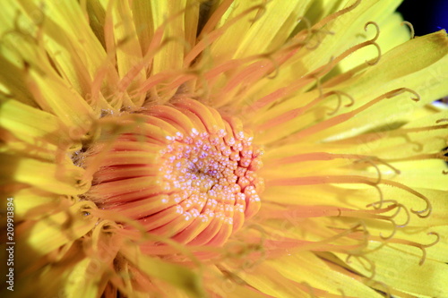 A flower of a young dandelion at high magnification.
