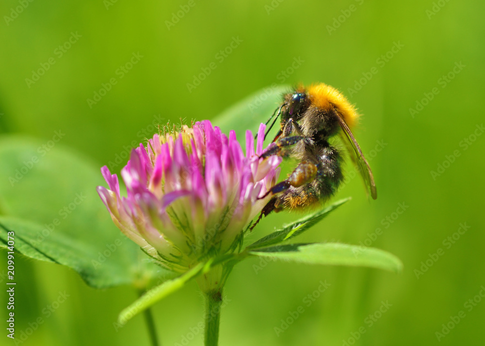 A bumblebee collects nectar from a flower. A bumblebee collects nectar from a flower.