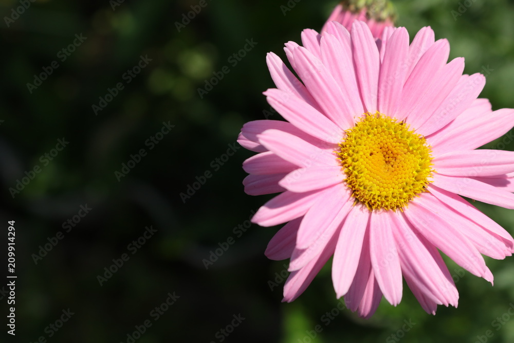 Fototapeta premium Daisy pink