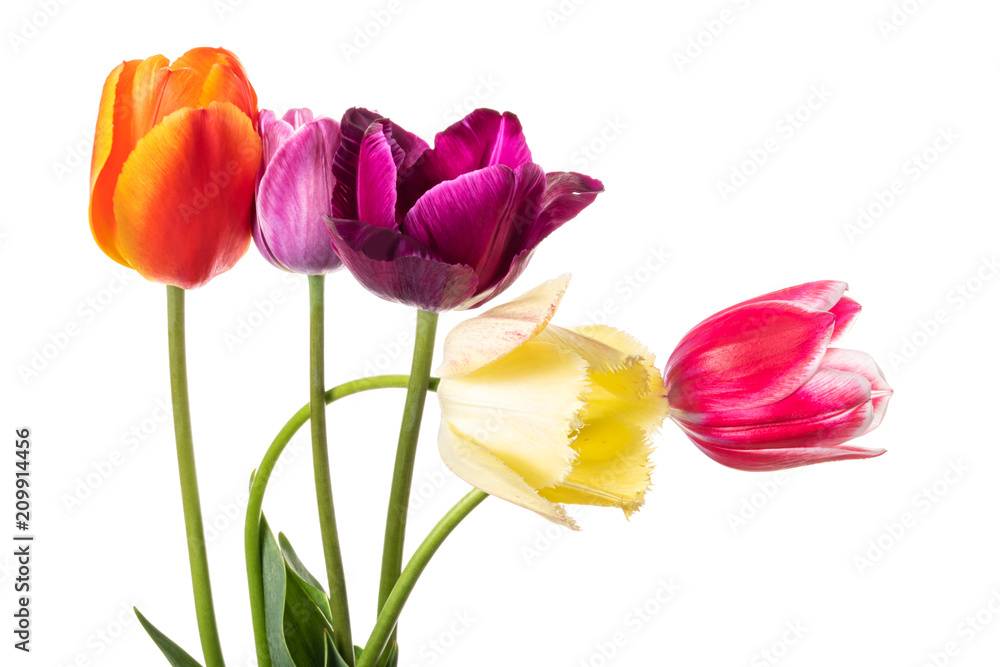Multicolored tulip flowers isolated on white background Multicolored tulip flowers isolated on white background