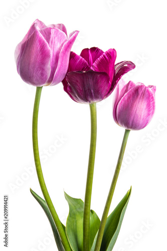 Flowers tulips with lilac-violet hues isolated on white background