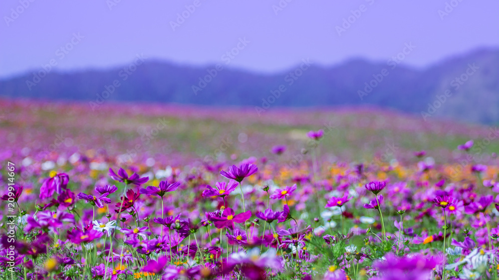 cosmos flower in garden