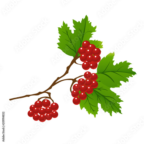 viburnum berries on tree branches