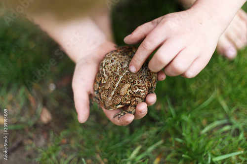 Little Boy Playing Outside Holding Common American Toad