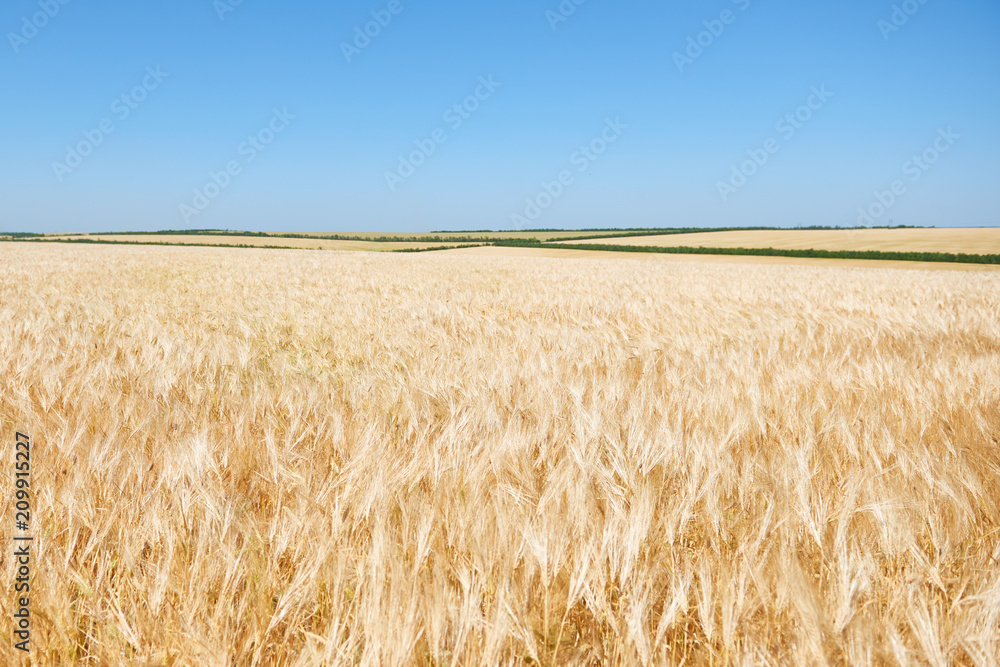 yellow wheat field and clear sky is in the bright sunny day, beautiful summer landscape