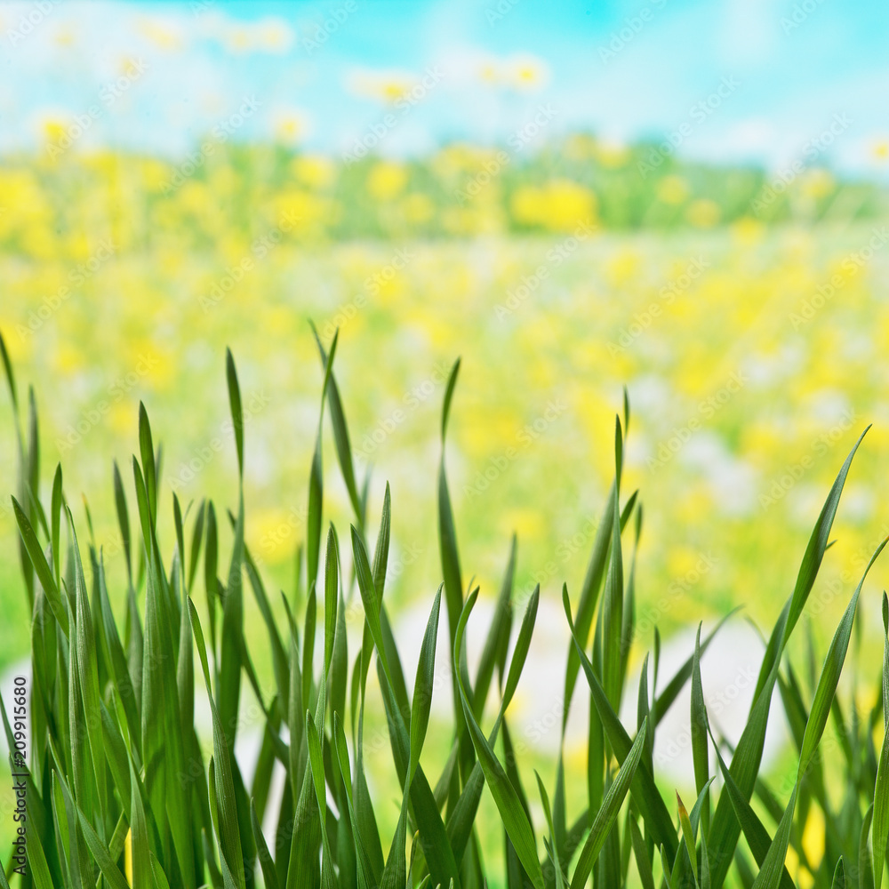 Detail of the meadow in the springtime Detail of the meadow in the springtime
