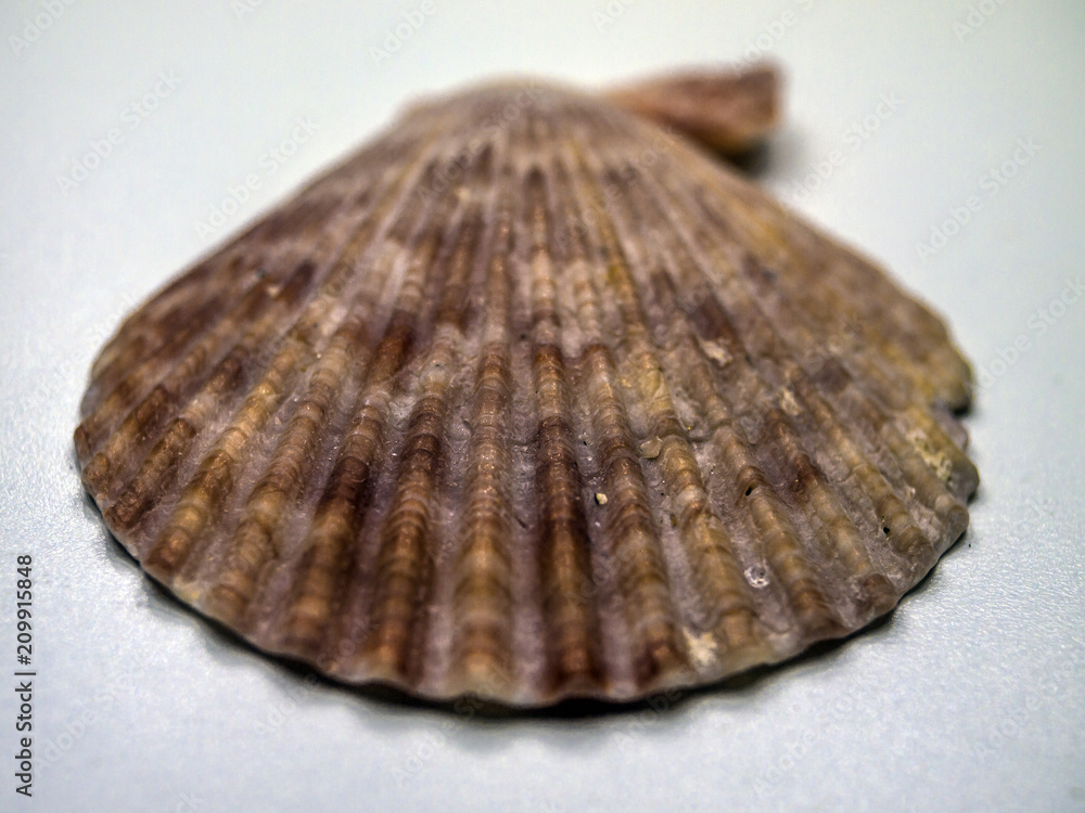 volumetric texture objects