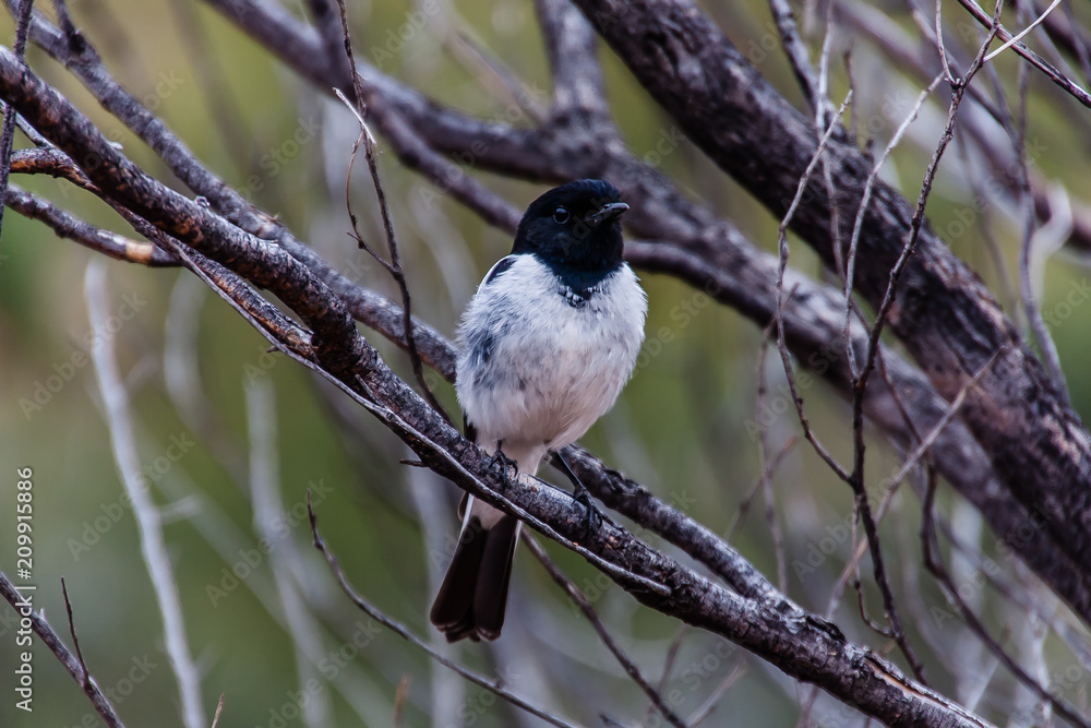 The willie (or willy) wagtail (Rhipidura leucophrys) in the bush of Kings Canyon, Northern Territory, Australia The willie (or willy) wagtail (Rhipidura leucophrys) in the bush of Kings Canyon, Northern Territory, Australia