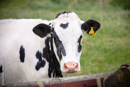 Furry spotted black white cow with a curious look © fotografiecor