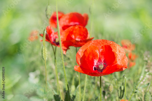 Fototapeta Naklejka Na Ścianę i Meble -  Red poppy flower ,green nature background