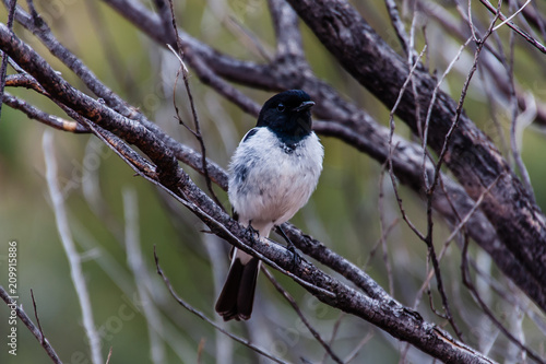 The willie (or willy) wagtail (Rhipidura leucophrys) in the bush of Kings Canyon, Northern Territory, Australia