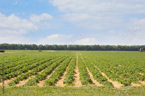Strawberry field. Agriculture background