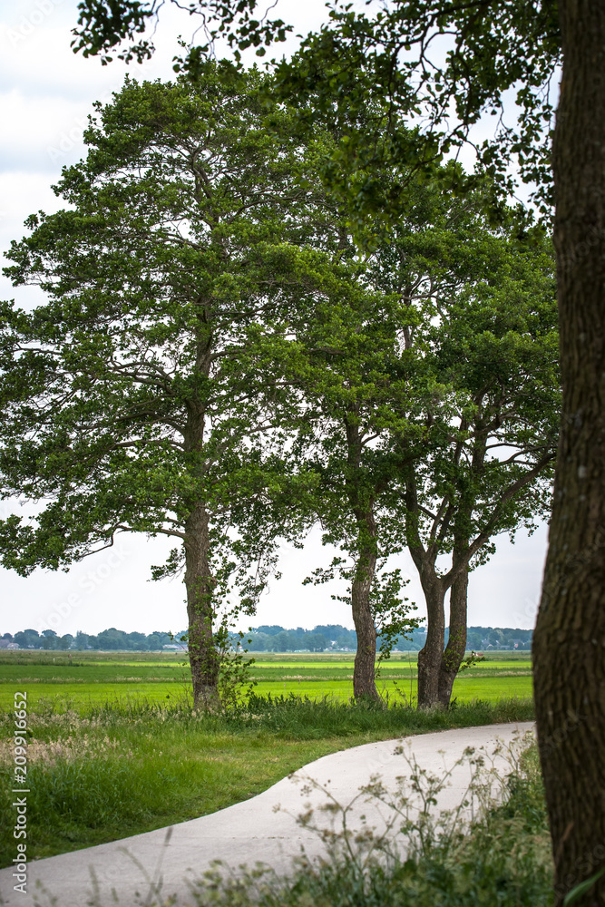 Obraz premium Green trees along winding road