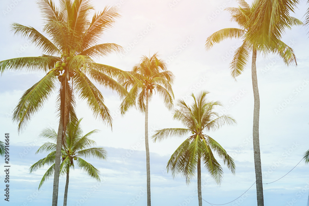 soft focus on coconut palm trees in evening hour background with vintage light filter effect,tropical backdrop concept.
