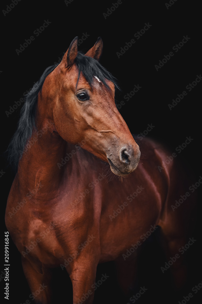 Naklejka premium Portret konia kłus Orłowa na czarnym tle
