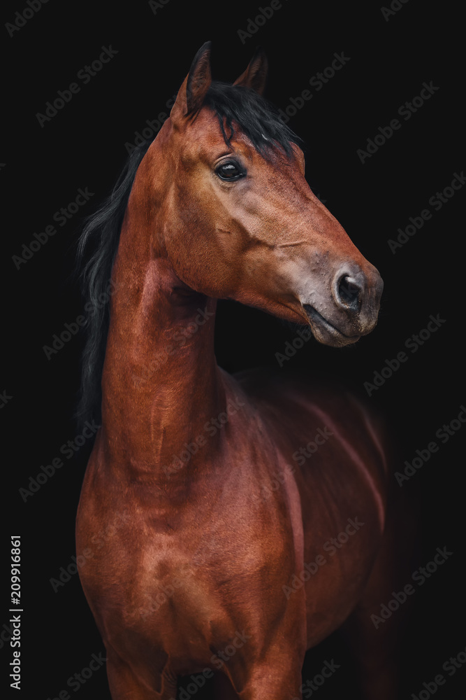 Fototapeta premium Portret konia kłus Orłowa na czarnym tle