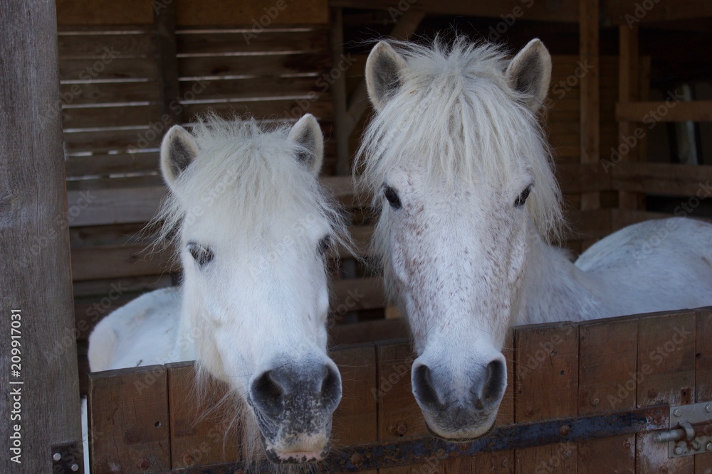 Obraz premium Two little white horses