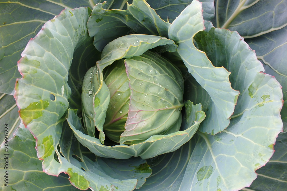 Obraz premium cabbage