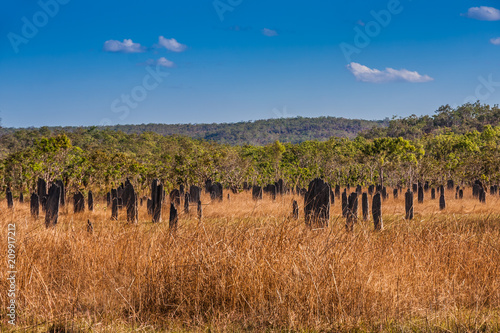 Magnetic termite mounds  Litchfield National Park  Northern Territory  Australia