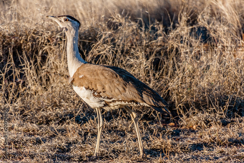 Quadro su tela Australian Bustard (Ardeotis australis) in the typical habitat