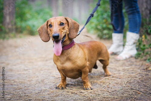 Cute red dachshund on a leash walks with the owner in a park amongst green trees outdoors.