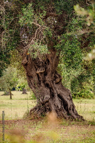 Salento photo