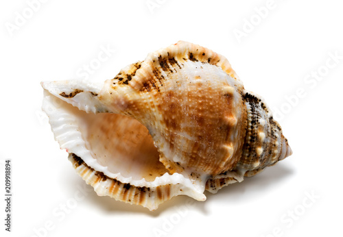 Shell of Tutufa bubo ( frog snail )