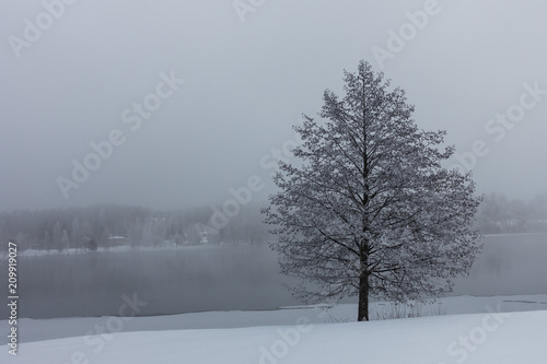 frozen tree by lake at winter