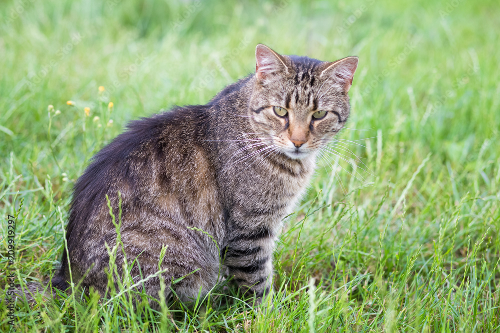 Tabby cat in the grass
