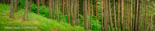 Fototapeta Naklejka Na Ścianę i Meble -  panoramic view of a dense forest on a hillside