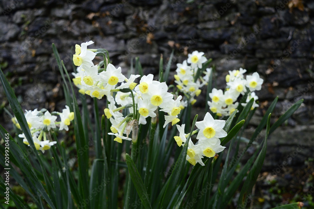 Large bush of beautifully blooming narcissuses tazetta Large bush of beautifully blooming narcissuses tazetta