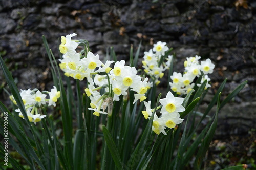 Fototapeta Naklejka Na Ścianę i Meble -  Large bush of beautifully blooming narcissuses tazetta