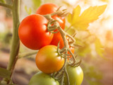 Tomaten im Gewächshaus - Bio Anbau