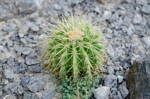 Bright Parodia schumanniana cactus in stony ground