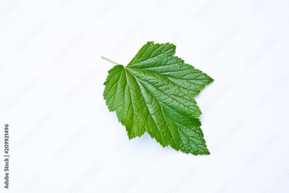 Fototapeta premium nice currant leaf